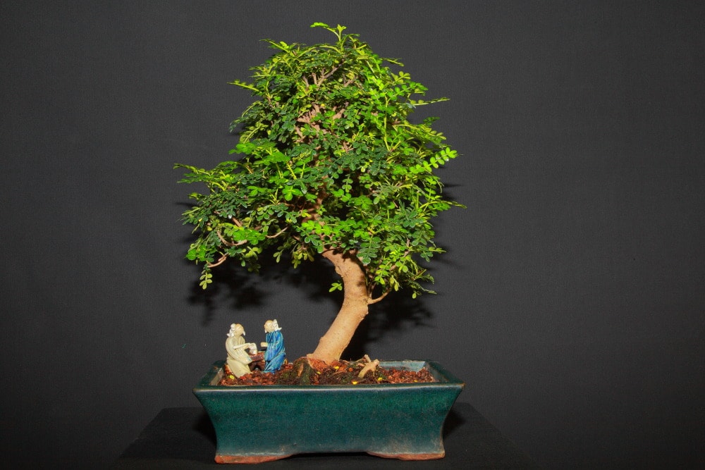 Falso pimentero japonés, operculicarya decaryi, bonsái
