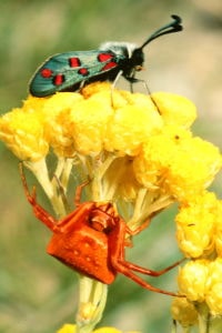 Araña cangrejo acechando mariposa