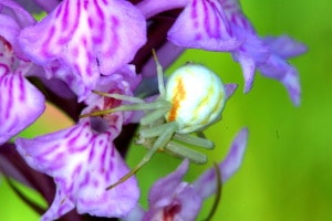 Araña cangrejo sobre unas flores
