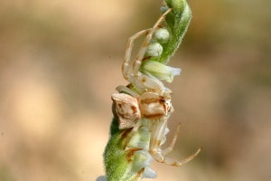 Araña cangrejo en una orquidea