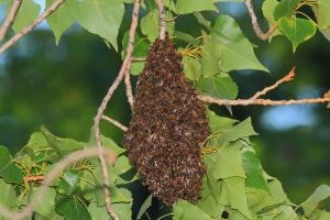 Colonia reproductora de abejas meliferas